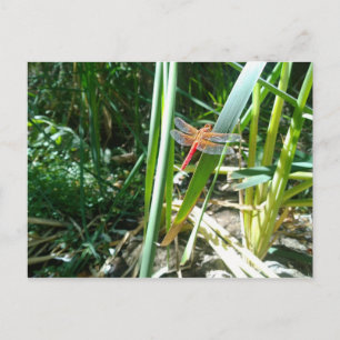 Rote Libelle klingelt auf einem Blatt Postkarte