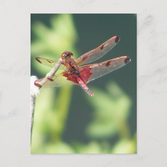 Rote Libelle Postkarte (Vorderseite)