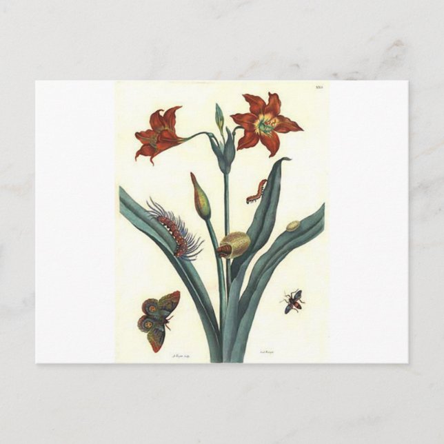 Rote Lilie von Maria Sibylla Merian Postkarte (Vorderseite)