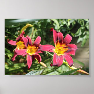 Rote Lilien von Kentucky Poster
