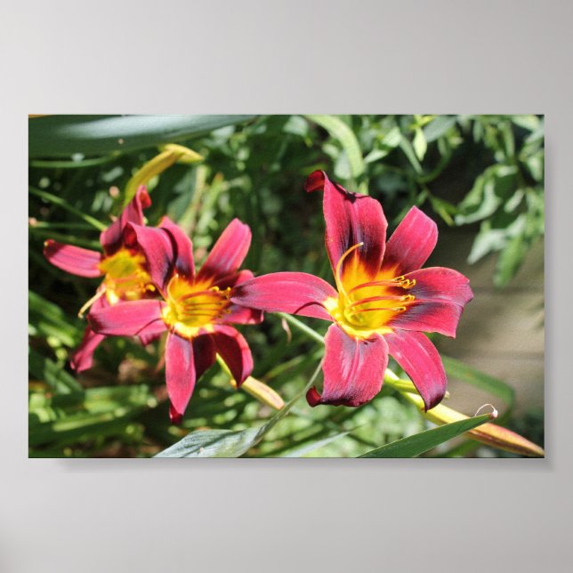 Rote Lilien von Kentucky Poster (Vorne)