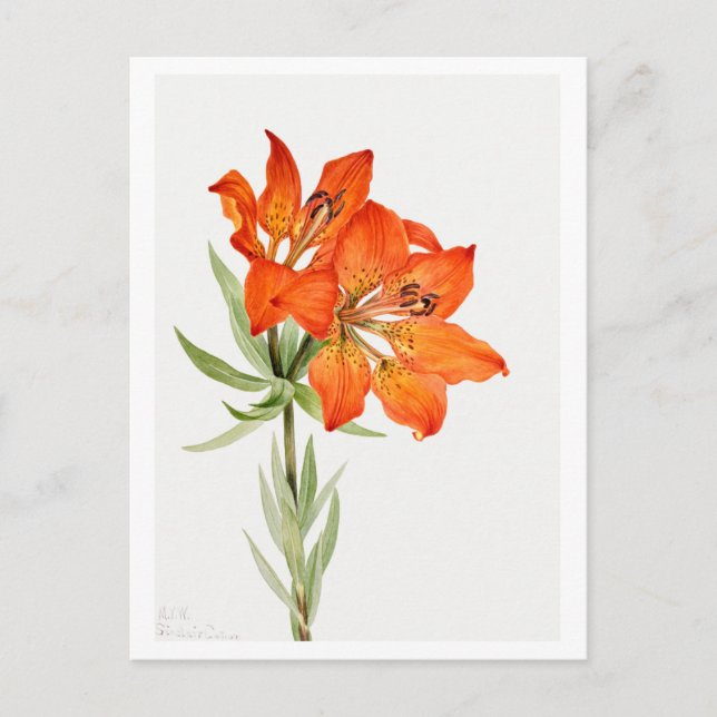 Rote Lily Botanische Illustration Postkarte (Vorderseite)