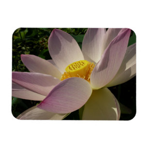 Rote Lotusblume III Sommerflor Magnet