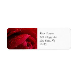 Rote Macro-Rose mit Wassertropfen