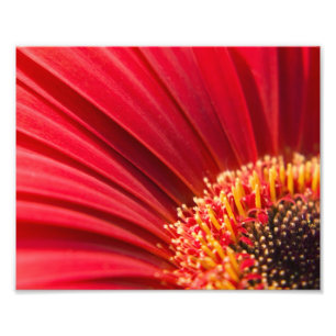 Rote Makrogerbera-Gänseblümchen-Blume Fotodruck