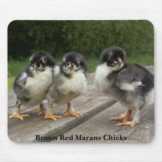 Rote Marans Küken Browns Mousepad (Vorne)