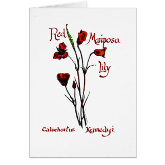 Rote Marisposa Lilie