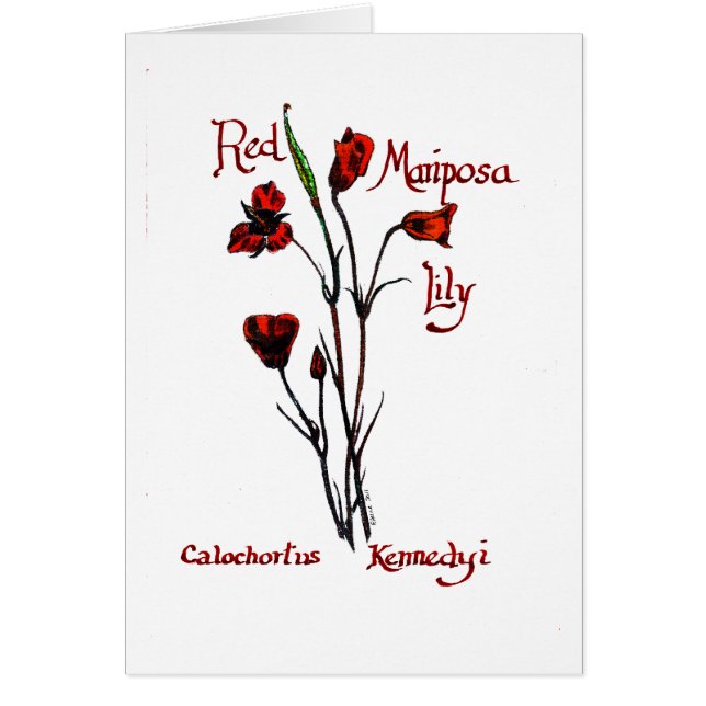 Rote Marisposa Lilie (Vorne)