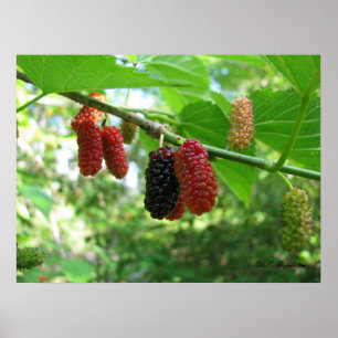 Rote Maulbeeren Poster