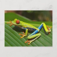 Rote mit Augen Baum-Frosch-Postkarte