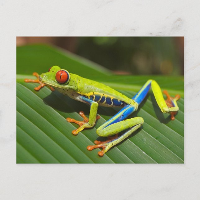Rote mit Augen Baum-Frosch-Postkarte Postkarte (Vorderseite)