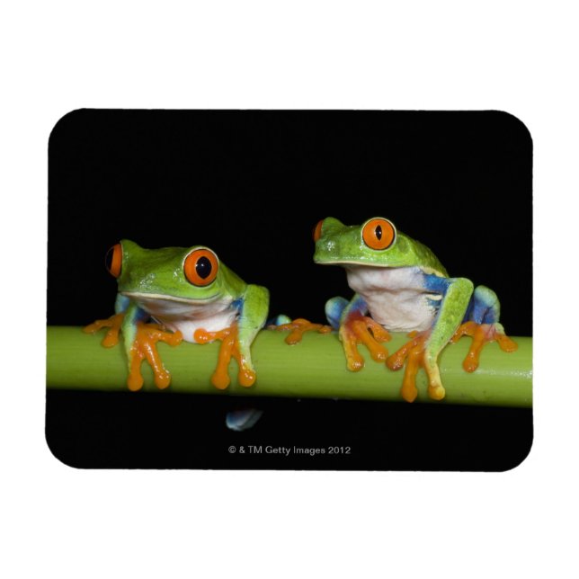 Rote mit Augen Baumfrösche (Agalychnis callidryas) Magnet (Horizontal)