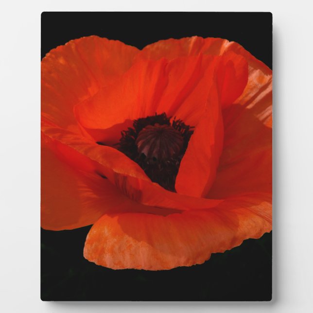 Rote Mohn-Makro Fotoplatte (Vorderseite)