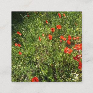 Rote Mohn-Wildblumengarten-Foto-Beschreibung Quadratische Visitenkarte