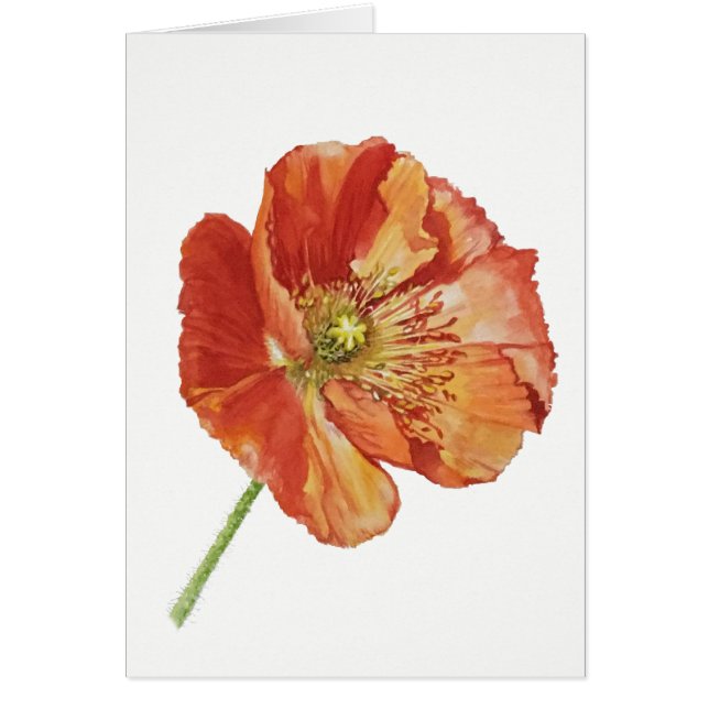 Rote Mohnblume (5" x 7"), Umschläge eingeschlossen (Vorne)