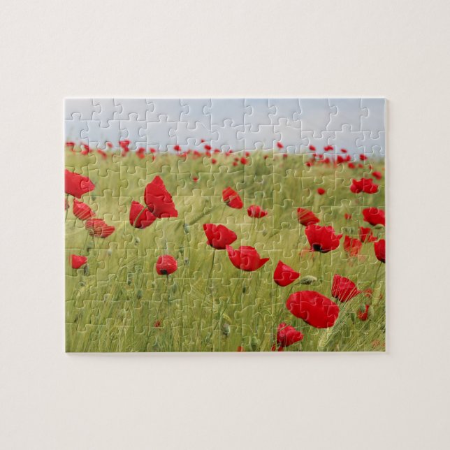 Rote Mohnblume Blume Feldart (Horizontal)