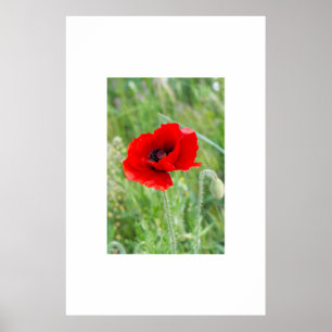 Rote Mohnblume-Blume Poster
