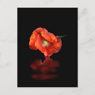 Rote Mohnblume Blume Postkarte