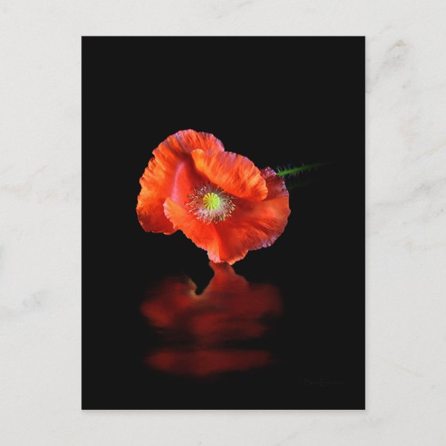 Rote Mohnblume Blume Postkarte (Vorderseite)