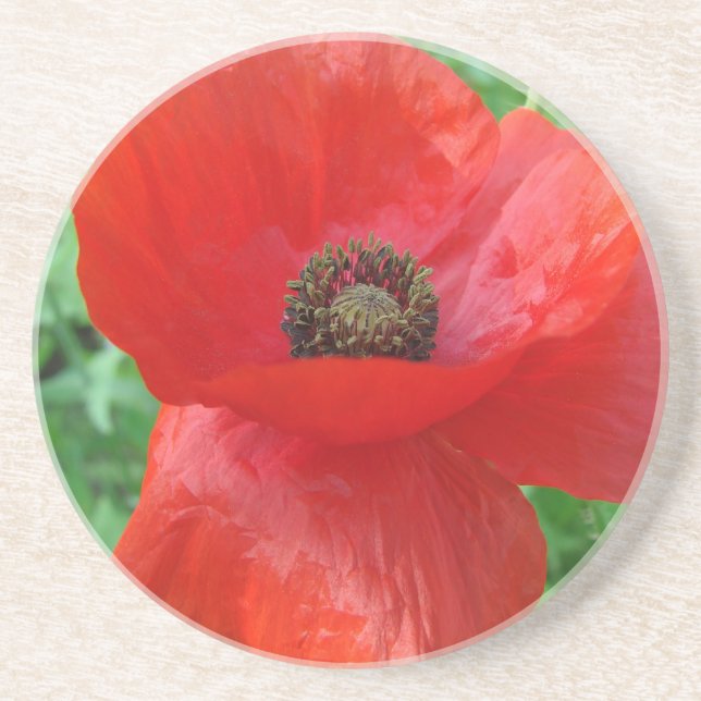 Rote Mohnblume Blume Untersetzer (Vorne)