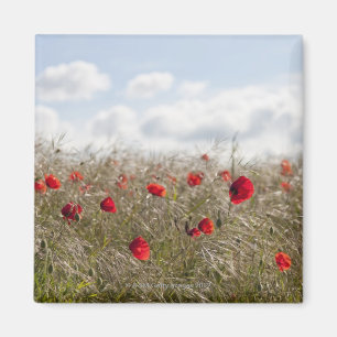 Rote Mohnblume, Pikardie, Somme, Pont Remy Magnet