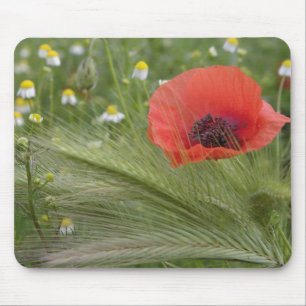 Rote Mohnblume, Toskana, Italien Mousepad
