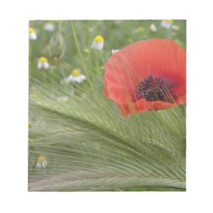 Rote Mohnblume, Toskana, Italien Notizblock