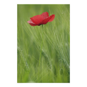 Rote Mohnblume unter Weizenanbau, Toskana, Fotodruck