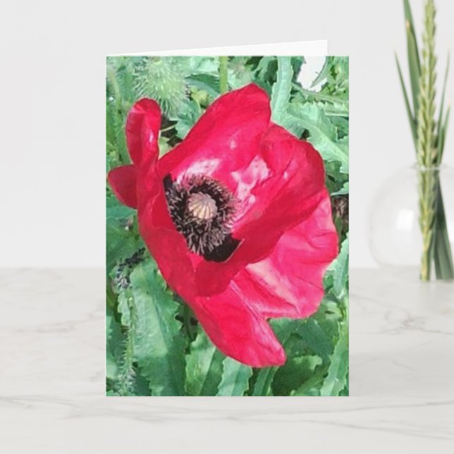 Rote Mohnblume x 2 Foto-Gruß-Karte Karte (Vorderseite)