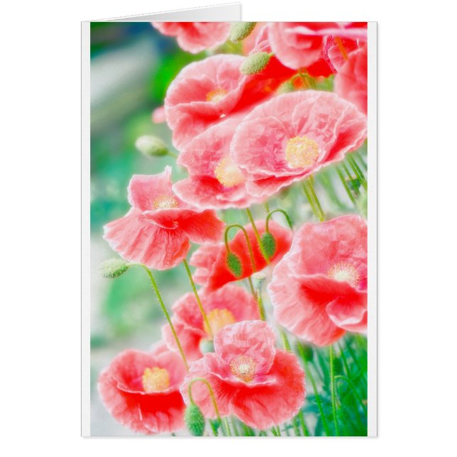 Rote Mohnblumen (Vorne)