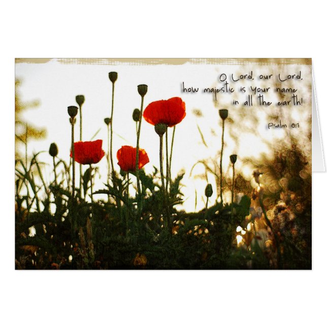 Rote Mohnblumen am Sonnenuntergang (Vorderseite (Horizontal))