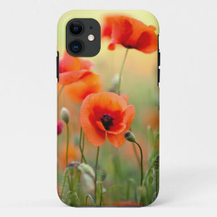 Rote Mohnblumen-Blumen title_seo2