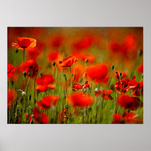 Rote Mohnblumen-Blumen Poster