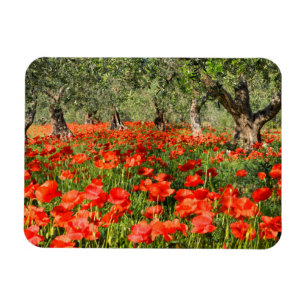 Rote Mohnblumen-Blumen unter alten Olivenbäumen Magnet