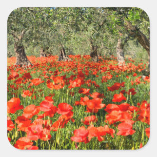 Rote Mohnblumen-Blumen unter alten Olivenbäumen Quadratischer Aufkleber