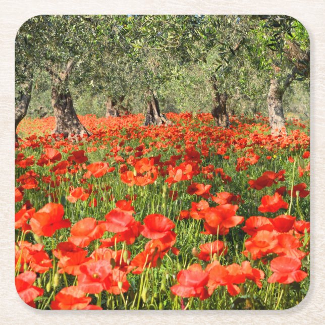 Rote Mohnblumen-Blumen unter alten Olivenbäumen Rechteckiger Pappuntersetzer (Vorderseite)