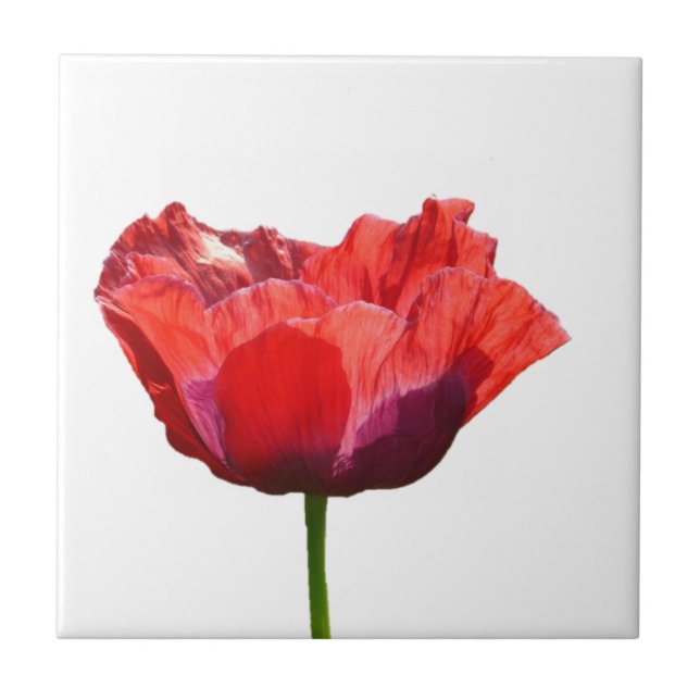 Rote Mohnblumen-Fliese Fliese (Vorderseite)
