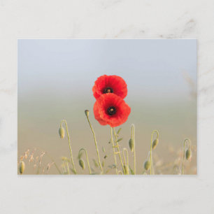Rote Mohnblumen im Morgenlicht Postkarte
