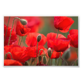 Rote Mohnblumen – Lebendiges Florales Fotografie P
