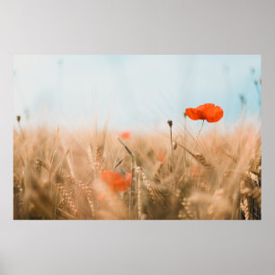 Rote Mohnblumen und Goldgerste Poster