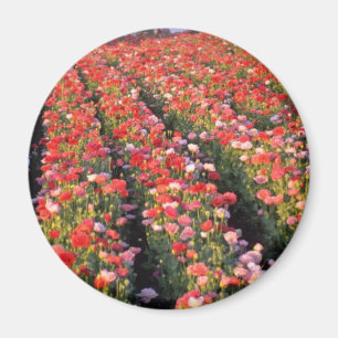 Rote Mohnblumenfeld-Blumen Magnet