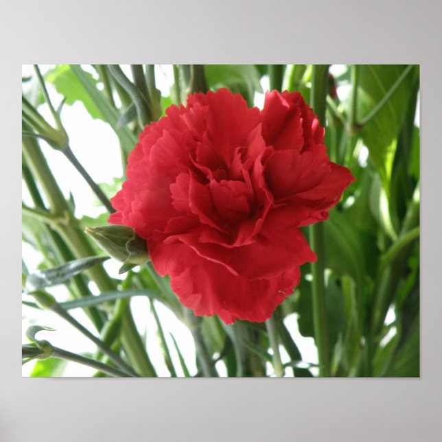 Rote Nelken-Druck Poster (Vorne)