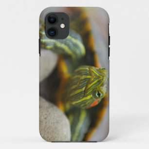 Rote ohrige Schieber-Schildkröte auf Fluss-Felsen Case-Mate iPhone Hülle