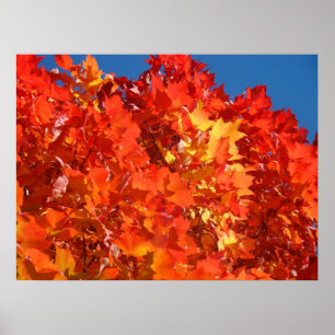 Rote Orange Natur Kunst Drucke Farbige Herbstblätt