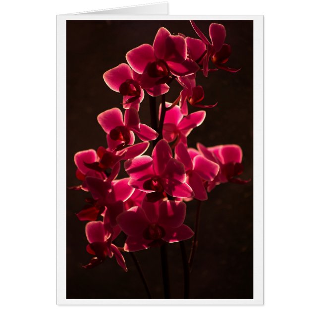Rote Orchid-Blume (Vorne)