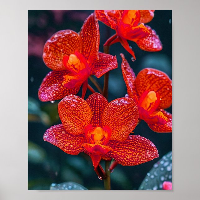 Rote Orchid-Blume Poster (Vorne)