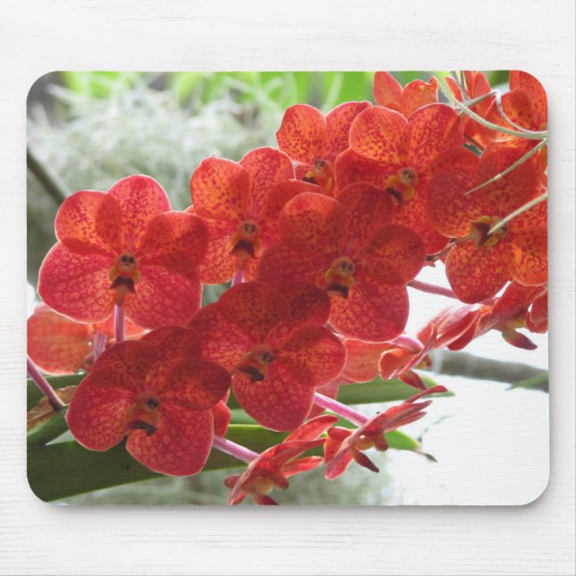 ROTE ORCHIDEE MOUSEPAD (Vorne)