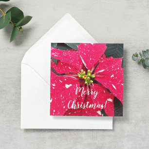 Rote panaschierte Weihnachtsstern-Personalisierte  Mitteilungskarte