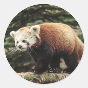 Rote Panda-Aufkleber Runder Aufkleber