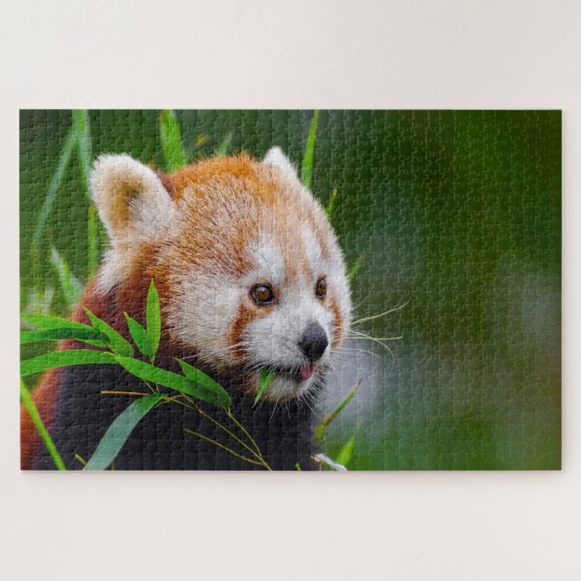 Rote Panda-Bären. (Horizontal)